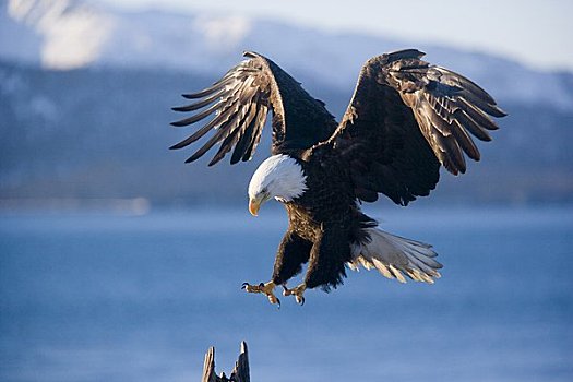 白头鹰,降落,栖息,本垒打,阿拉斯加,美国