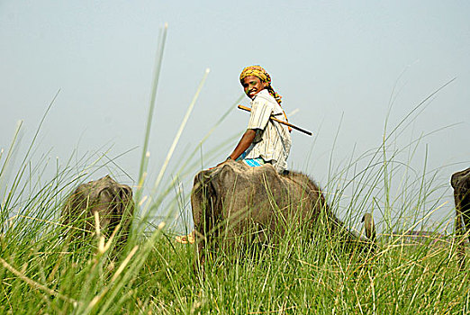 一个,男人,放牧,牛,堤岸,河,孟加拉,四月,2008年