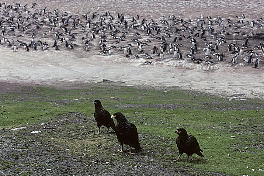 福克兰群岛,巴布亚企鹅,生物群,条纹,长腿兀鹰