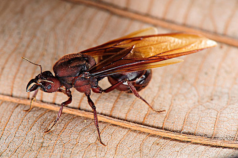 minden pictures 肖 像 权:不需要肖像权授权 标 题:leafcutter ant