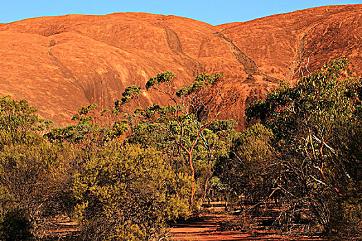 泥土,小路,石头,东方,小麦,靠近,西澳大利亚州
