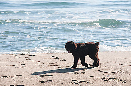 小狗,走,沙子,海洋