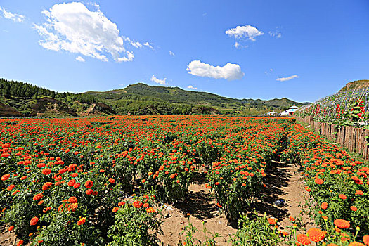 扣花生态休闲观光园,万寿菊