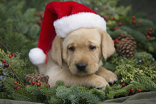 夏威夷,毛伊岛,拉布拉多犬,小狗,圣诞帽,圣诞花环