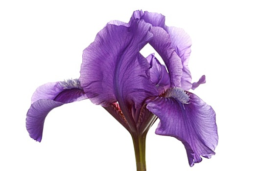 紫花,矮小,有髯鸢尾
