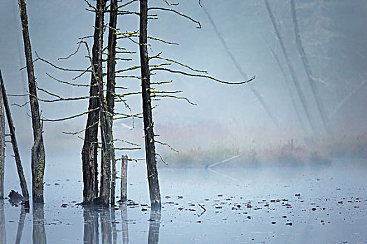 枯木,雾气,无名,水塘,阿尔冈金公园,安大略省,加拿大