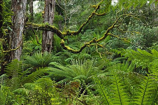 树林,奥特韦国家公园,维多利亚,澳大利亚