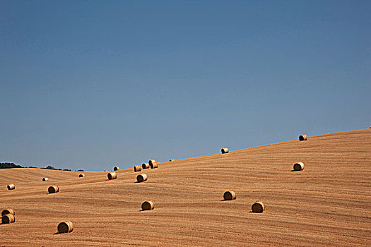 风景,稻草捆,收获,玉米田,皮恩扎,托斯卡纳,意大利
