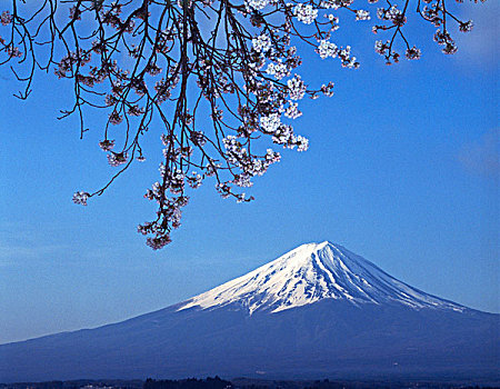 日本,富士山,樱花
