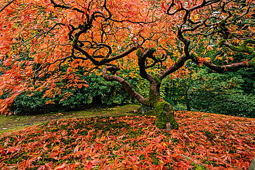 鸡爪枫,秋天,红色,秋叶,扭曲,树干