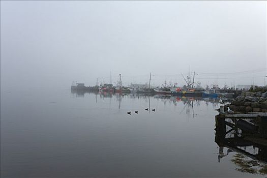 渔船,港口,岬角,新斯科舍省,加拿大