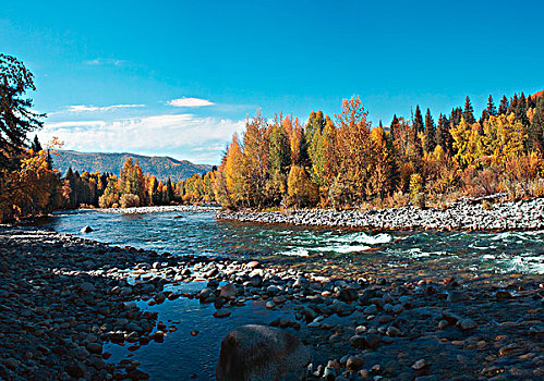 新疆阿勒泰喀纳斯秋天的布尔津河