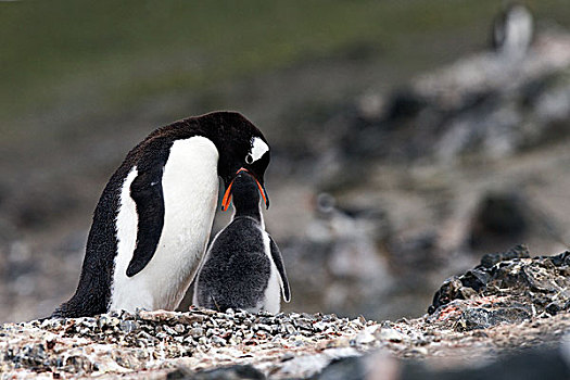 巴布亚企鹅,南设得兰群岛,南极