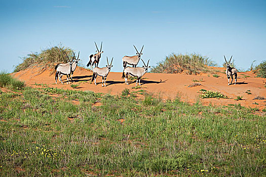 南非大羚羊,羚羊,牧群,沙滩,沙丘,卡拉哈迪大羚羊国家公园,博茨瓦纳