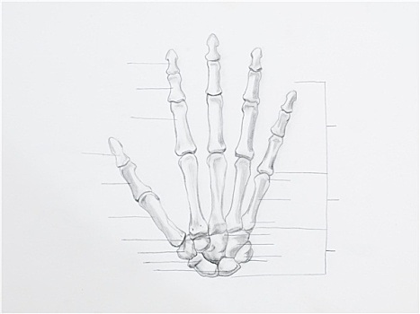 特写,手,骨头,铅笔画,白色背景,纸