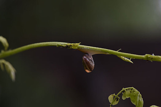 美丽的蜗牛