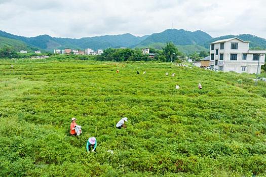 铁路养护器