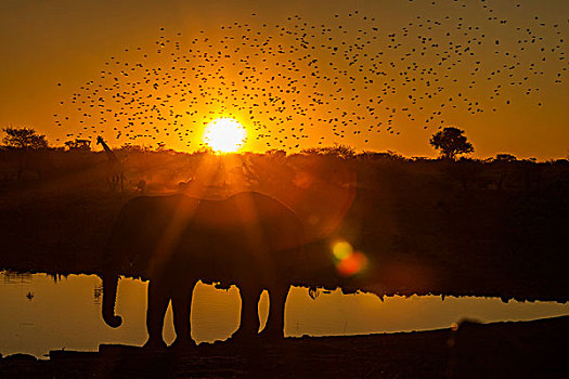 野生,动物,日落,非洲,大象,长颈鹿,埃托沙国家公园,纳米比亚