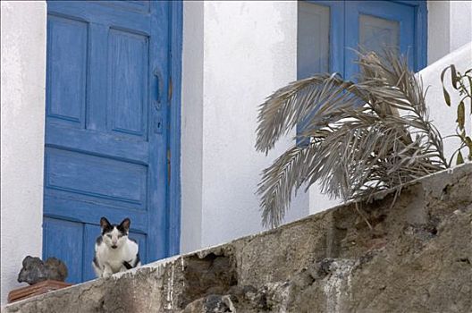 西班牙,加纳利群岛,猫,正面,蓝色,门