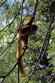 马达加斯加,诺西空巴,黑狐猴,树上