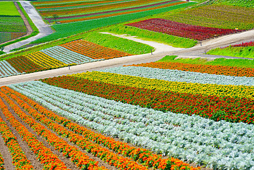 花圃,北海道,日本