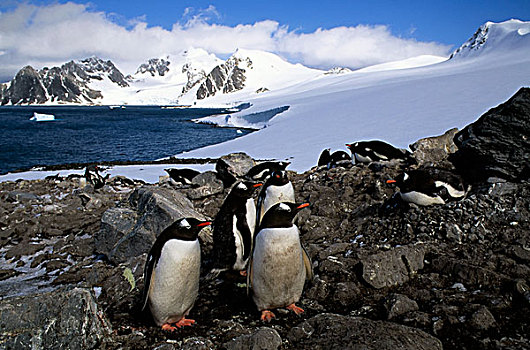 南极,南,奥克尼群岛,岛屿,巴布亚企鹅,孵卵