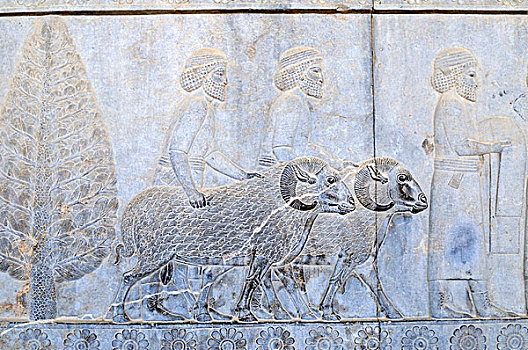 著名,浅浮雕,绵羊,公羊,阿帕达纳宫,宫殿,考古,场所,波斯波利斯,世界遗产,波斯,伊朗,亚洲