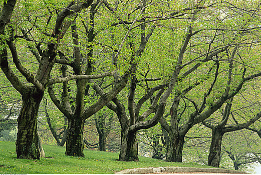 小树林,树,春天,高,公园,多伦多,安大略省,加拿大
