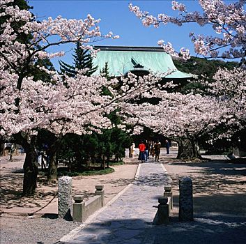 日本,镰仓,庙宇,一个,五个,樱花,开花