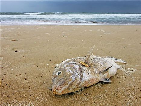 死,海滨,鱼,海滩