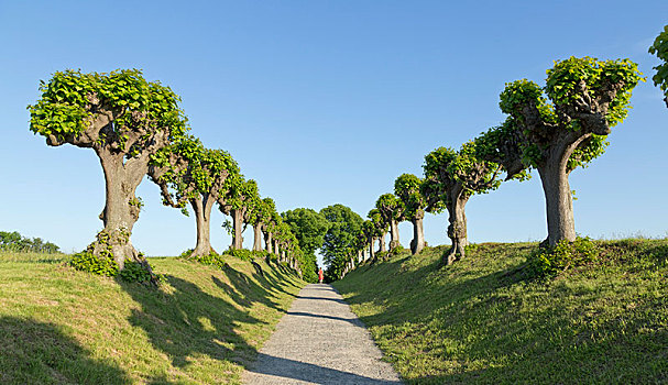 道路,普通,酸橙树,靠近,城堡,角度,梅克伦堡前波莫瑞州,德国,欧洲