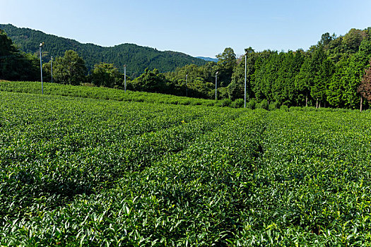 茶,农场