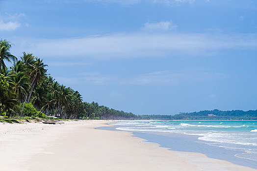 长,沙滩,棕榈树,巴拉望岛,岛屿,菲律宾,亚洲