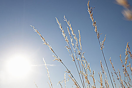 小麦,茎,蓝天