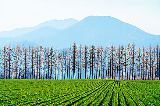 落叶松属植物,北海道,日本