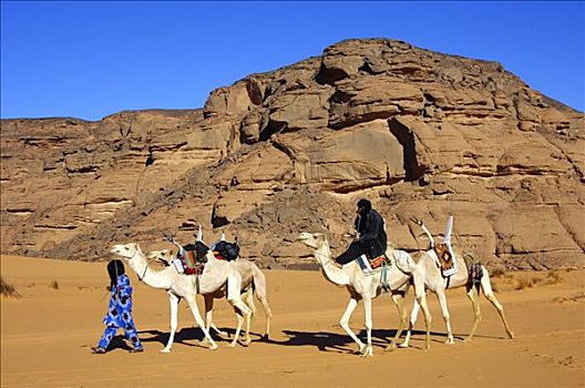 柏柏尔人,白色,骑,单峰骆驼,利比亚