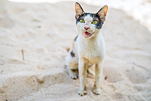 巴厘岛流浪的小野猫