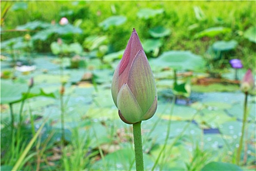 莲花,植物