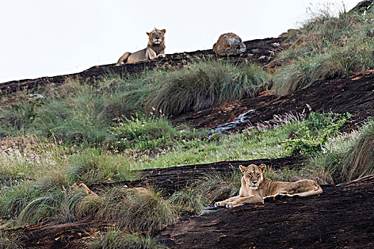 雌狮,雄性,狮子,休息,石头,自然保护区,查沃,肯尼亚