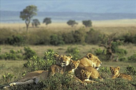 雌狮,狮子,卧,草,马赛马拉,自然保护区,肯尼亚