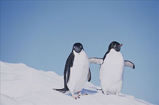 阿德利企鹅,站立,冰山,南大西洋,南极,夏天