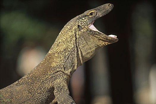 科摩多巨蜥,科摩多龙,哈欠,幼小,科莫多国家公园,科莫多岛,印度尼西亚