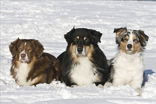 三个,澳大利亚牧羊犬,雪中,卧,靠近