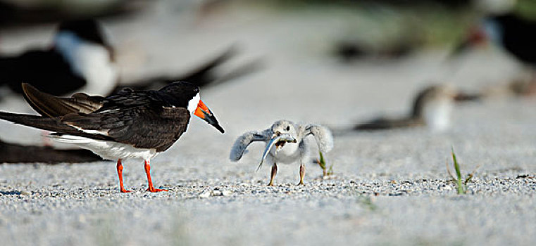 黑色,剪嘴鸥,幼禽,抓,黑剪嘴鸥,墨西哥湾,佛罗里达
