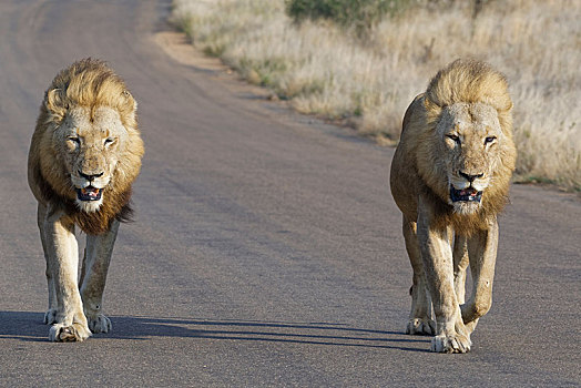 非洲狮,狮子,两个,成年,雄性,走,道路,克鲁格国家公园,南非,非洲
