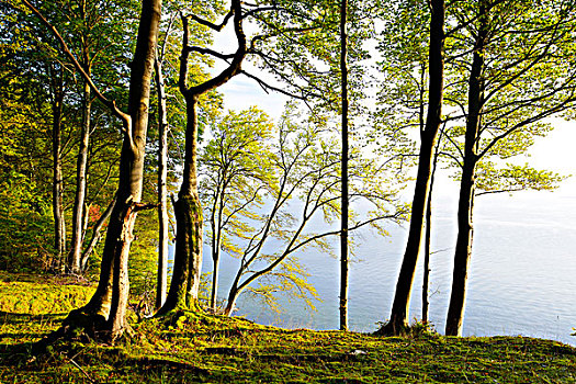 山毛榉树,悬崖,远眺,波罗的海,雅斯蒙德国家公园,梅克伦堡前波莫瑞州,德国,欧洲