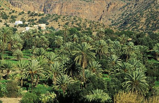 摩洛哥,棕榈树,小树林