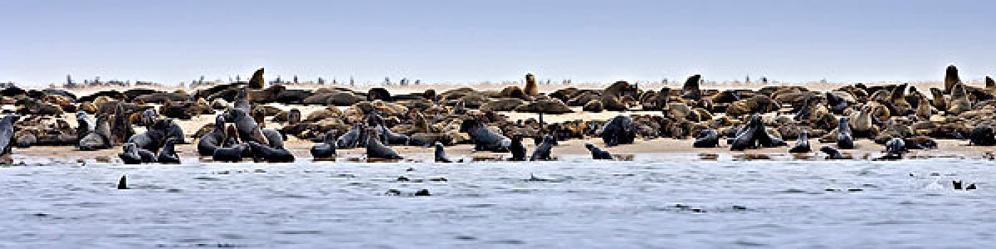 湾,纳米比亚,生物群,岬角,毛皮,海豹