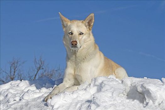 西伯利亚,哈士奇犬,雄性,5岁,卧,雪地