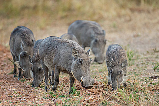 疣猪,群,草地,南卢安瓜国家公园,赞比亚,非洲